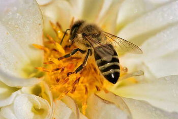 Biene sammelt Nektar von Blume