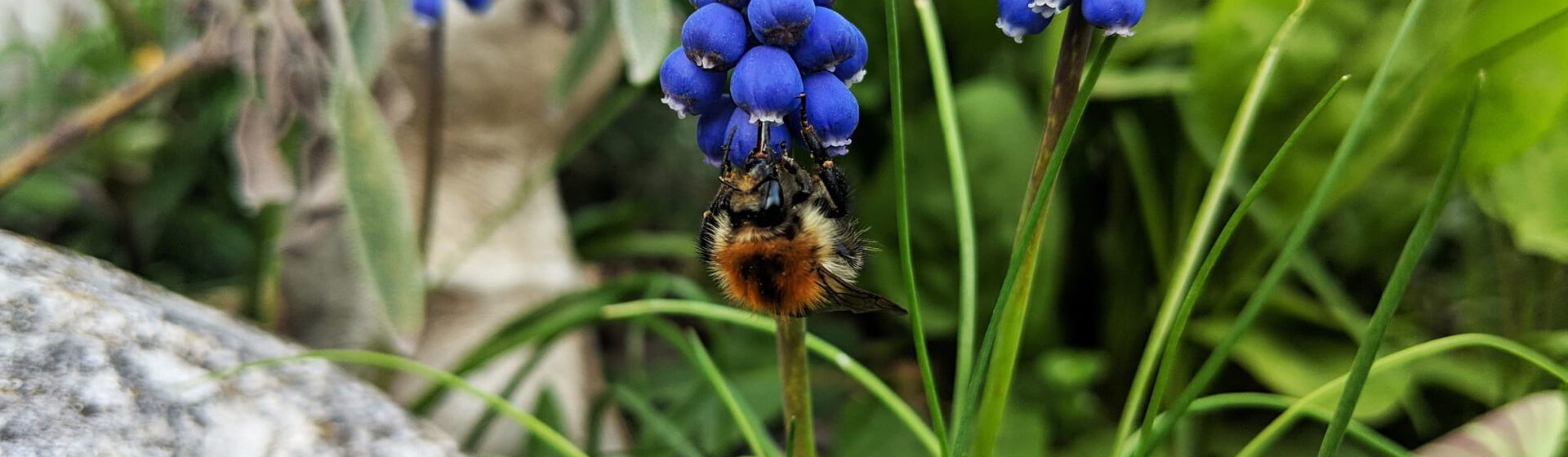 Hummel an blauer Traubenhyazinthe